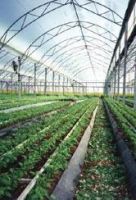 Sell Polycarbonate sheeting for greenhouse