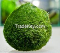 Cladophora moss balls