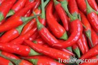 Sell fresh chillies