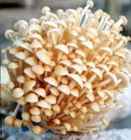 Sell Golden needle mushroom