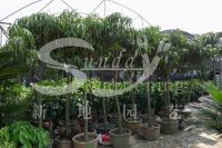 Sell Mangifera indica