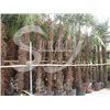 Sell Trachycarpus fortunei,