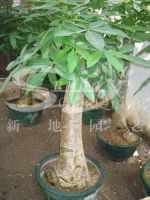 Sell Pachira macrocarpa