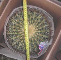 Sell Echinocactus grusonii