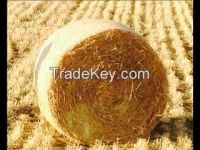 Hay for animal, straw feed, wheat hay bale, straw bale, wheat straw hay bale
