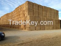 Straw hay bale, animal filler straw hay bale, wheat hay bale, hay bale