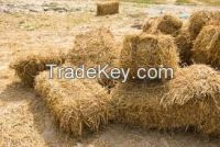 cattle feed straw hay, wheat straw bale, hay straw bale, straw hay, hay bale