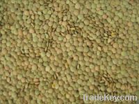 Sell green lentils
