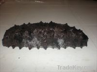 MEXICAN FROZEN BADIONOTUS SEA CUCUMBER