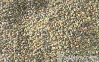 Sesbania Seeds & Sunhemp Seeds