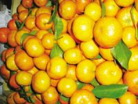 Sell ShaTang Orange