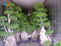 supplier of bamboo, palm, ficus and many kinds of bonsai