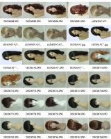Sell synthetic wigs, lace front wig, human hair extensions