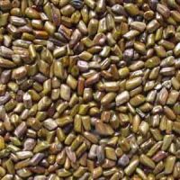 WANTO TO SALE MACHINE CLEANED 99% PURITY CASSIA TORA SEEDS IN BULK
