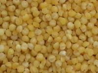 Sell  Proso millet seed, white/red/yellow/ millet, red/black/yellow br