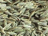 Sell Cumin seeds