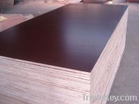 Sell shuttering plywood with brown film