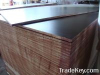 Sell black film faced plywood with MR glue