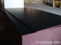 Sell Phenolic plywood with brown film