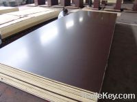 Sell film faced plywood--poplar core
