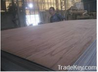 Sell poplar core red oak fancy plywood
