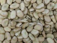 Sell  hand-picked Broad Beans