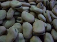 Sell broad bean of new crop