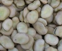 Sell broad beans of New crop