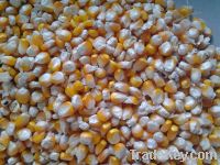  Maize | Maize Exporter | Corn Grain Seller | Maize Buyer | Bulk Maize Grain Importer | Corn bean Buyer | Corn bean Wholesaler | Corn Grain Manufacturer | Best Quality Corn Grain | Cheap Maize Supplier | Low Price Corn | Yellow Corn | White Cron | Baby Ma