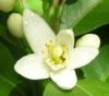 Sell essential oil of neroli