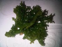 Sell cottonii seaweed, KAPPAPHYCUS COTTONII, Eucheuma Cottonii