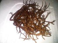 Sell spinosum seaweed, Eucheuma Spinosum