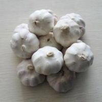 Sell Normal White Garlic