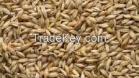 Animal feed barley