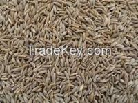 Cumin Seed