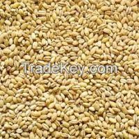 pearl barley