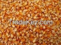 Dry yellow corn for animal feed