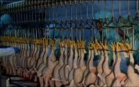 Halal Chicken abattoir equipment