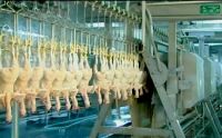 Sell Chicken Slaughterhouse Line Equipment