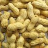 Sell roasted peanut in shell