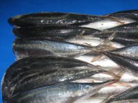 Sell whole round mackerel