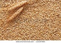 Milling Wheat suitable for Human consumption