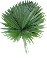 livistonia rotundifolia