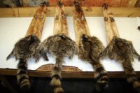 Raw Raccoon Fur Skins