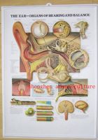 3D Embossed PVC Medical Chart/Poster