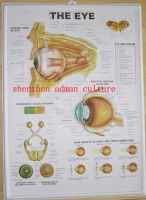 3d human body anatomy poster
