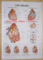 Sell 3d embossed human body anatomy poster/chart