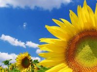 Sell sunflower oil ORIGIN: Poland, Spain, CIS (Ukraine)