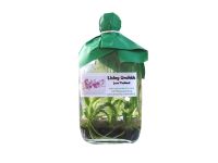 Orchid plants in sterile glass bottles