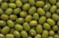 Sell Green Bean / Yellow Soybean